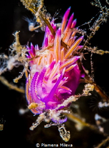 nudibranch (Flabellina affinis) by Plamena Mileva 